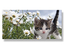 Fotouhr mit Bild einer Katze im Gras