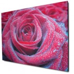 Eine Foto Leinwand mit einem Foto von einer Rose