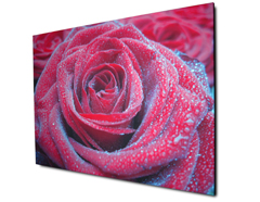 Foto Leinwand mit dem Bild einer Rose