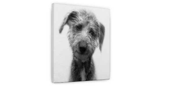 Leinwand bedruckt mit Schwarz-weiss Foto eines Hundes