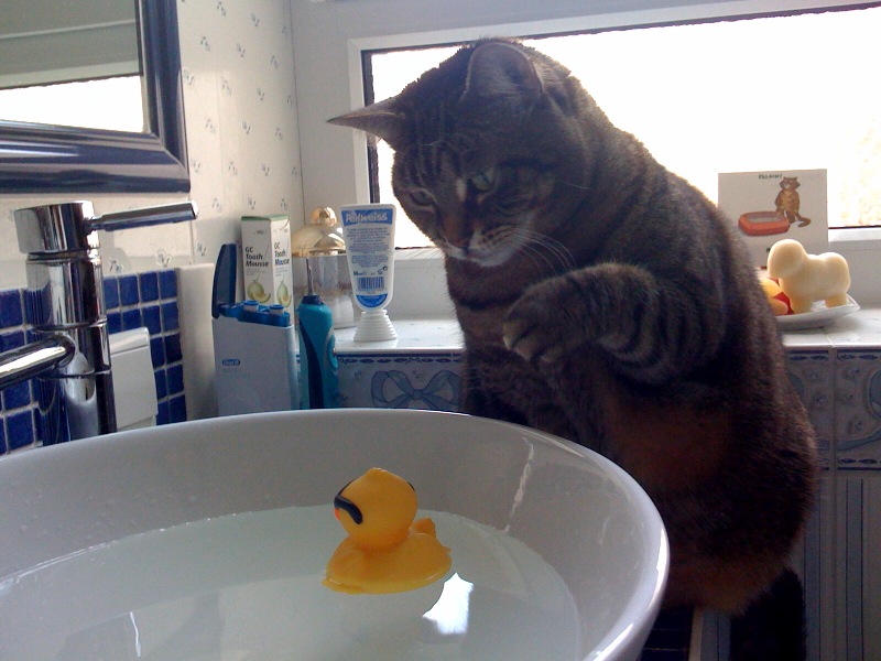 Katze am Waschbecken, in dem eine Plastikemte schwimmt
