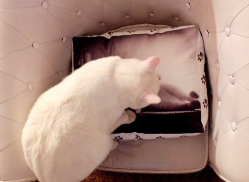 bedrucktes katzenbett mit Katze