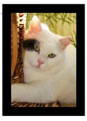 Katzenfoto auf Kuscheldecke von Originelle Fotogeschenke