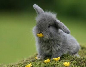 Osterhase