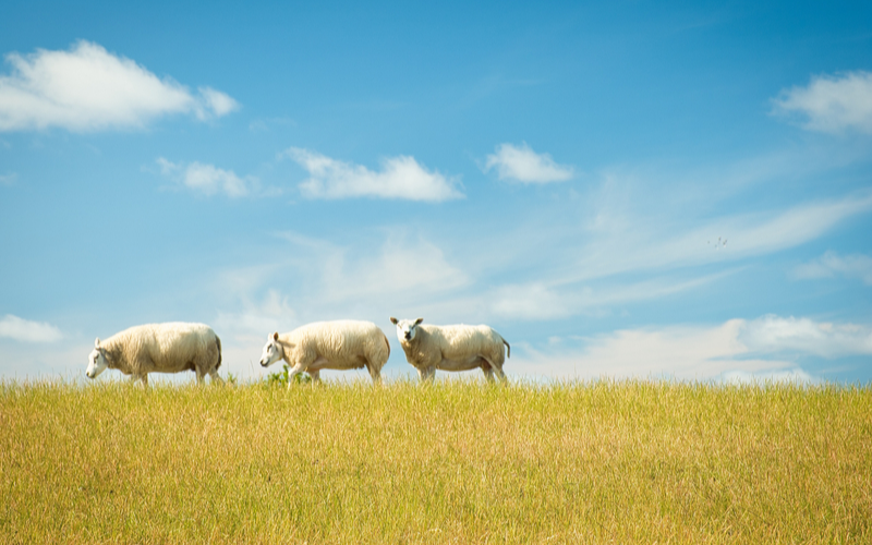 Schafe auf Weide unter blauem Himmel